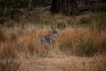 Känguru im Gras