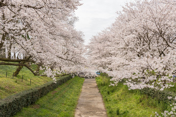 日本の春　桜