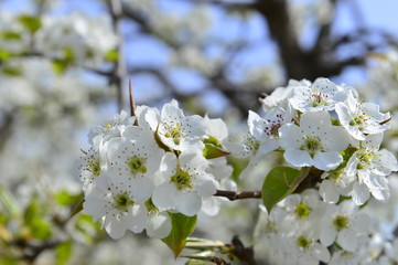 Pear flower in full bloom in spring