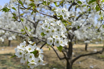 Pear flower in full bloom in spring