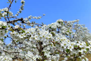 Pear flower in full bloom in spring