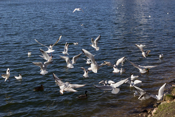 many gulls and ducks fly over the city river, lake, pond on a sunny day.