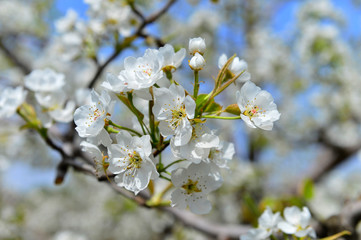 Pear flower in full bloom in spring