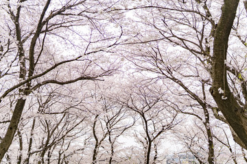 日本の春　桜