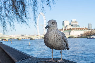 A gull sitting on the Thames wall on a bright winter day in London in the background and Westminster bridge