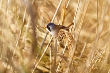 bearded reedling (Panurus biarmicus) male perched on a reed, taken in England