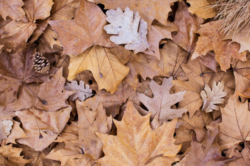 Orange leaves autumn thematic background. Fall background. October wood. Season photography.