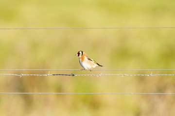 European Goldfinch (Carduelis carduelis) perched on a wire fence in Essex, England