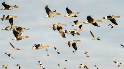 Greylag Goose (Anser anser) flock flying by, taken in the UK
