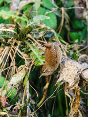 Wren (Troglodytes troglodytes) hanging off a branch, taken in London