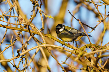 Great Tit (Parus major), taken in the UK