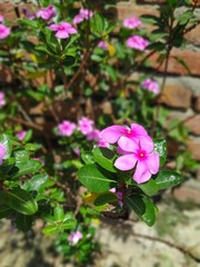 pink flowers in garden