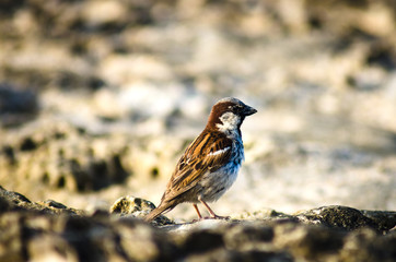 sparrow on the beach