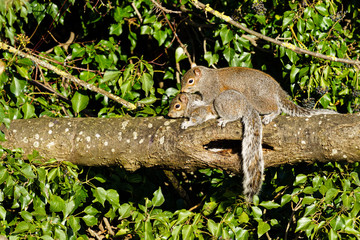 Gray Squirrel (Sciurus carolinensis) pair mating, taken in the UK