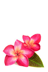 Fototapeta na wymiar Two pink frangipani or plumeria flower with water drops and green leaf on white background