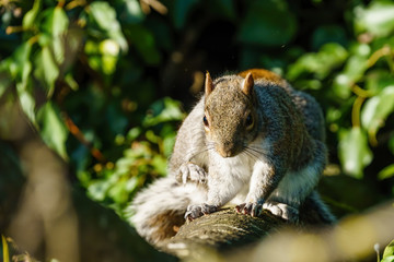 Naklejka na ściany i meble Gray Squirrel (Sciurus carolinensis) sitting on a rbanch having a scratch, in London