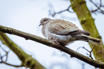 Collared dove (Streptopelia decaocto) perched in a tree, taken in London, England