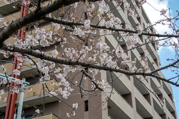 桜の花とマンション