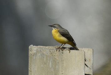 A beautiful male Grey Wagtail, Motacilla cinerea, perching on a metal post at the waters edge. 