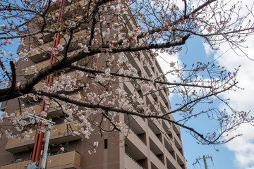 桜の花とマンション