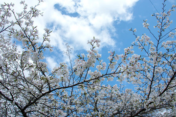 桜と青空
