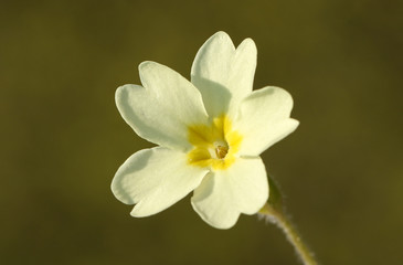 A beautiful Primrose, Primula vulgaris, flower growing in woodland in the UK. 