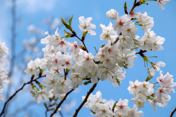 桜と青空
