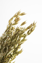 Oat plant isolated on white background