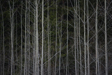 Obraz premium Little aspen trees.