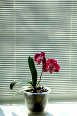  Lonely Standing Dark red spotted orchid on the windowsill on a background of blinds