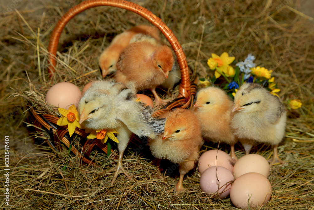 Wall mural Easter decoration - Chickens Master Gray, Tetra, with a bare neck against a background of hay, a basket, eggs and primroses