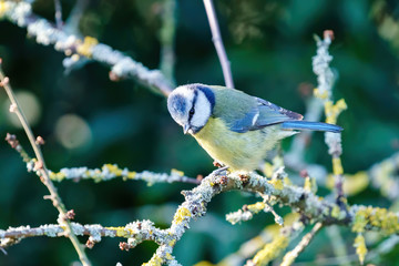 Blue Tit (Cyanistes caeruleus) sitting on a small twig, taken in the UK