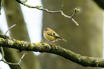 Goldcrest (Regulus regulus) perched on a branch in early spring, taken in the UK