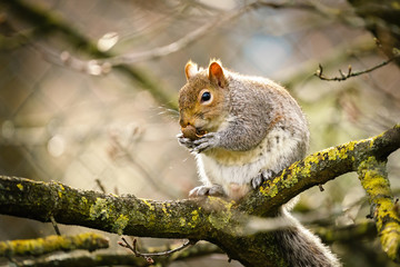 Naklejka na ściany i meble Gray Squirrel (Sciurus carolinensis) sitting on a branch eating a nut, in London