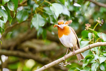 European Robin (Erithacus rubecula) perched on an Ivy branch, holding a leaf, taken in London, England