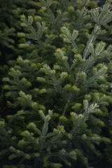 Fototapeta premium Spruce and fir branches