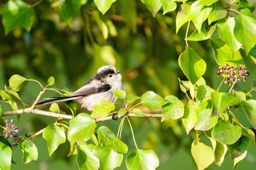 Long-tailed tit (Aegithalos caudatus) in the UK