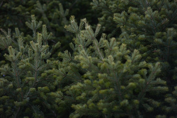 Spruce and fir branches