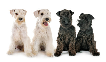 miniature schnauzers in studio