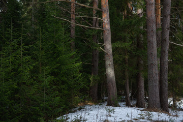Early spring in forest
