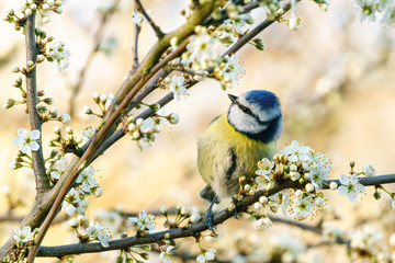 Blue Tit (Cyanistes caeruleus) perched in a tree in full bloom, taken in England