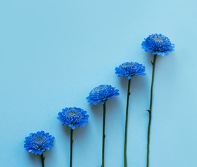 Blue small flowers on a blue background. Rhythmic composition.