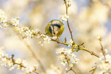 Blue Tit (Cyanistes caeruleus) feeding from a flower, taken in the London, England