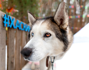 funny snout of siberian husky. Husky with multi-colored eyes, blue and brown.
