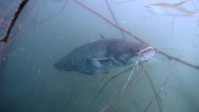 Adventurous take of European catfish in nature habitat. Big fisch on dead wood branch near offshore in green tones in background.