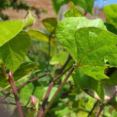 green leaves of a tree
