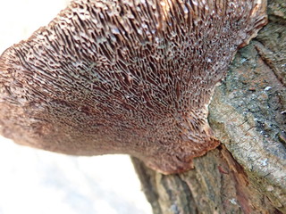 detail of a polyporus on a tree trunk
