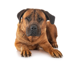 Obraz premium adult cane corso