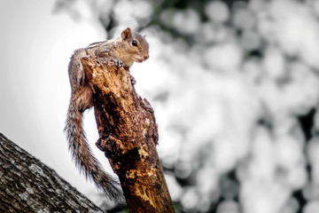 scared squirrel on top of tree