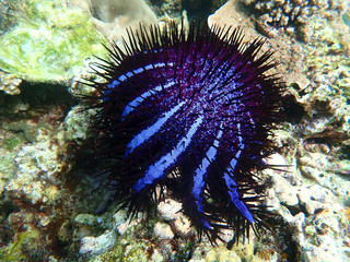 Naklejka na ściany i meble Crown-of-thorns starfish with corals in sea, underwater landscape with sea life